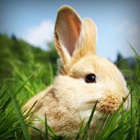 /album/yahoo/photolia-a03-jpg/